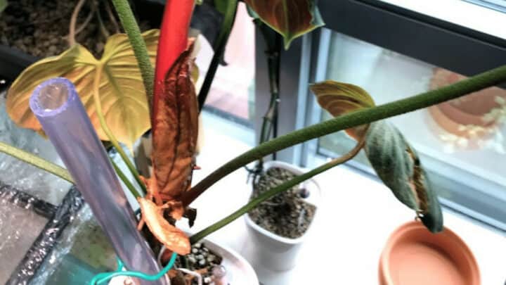Philodendron El Choco Red in Pon