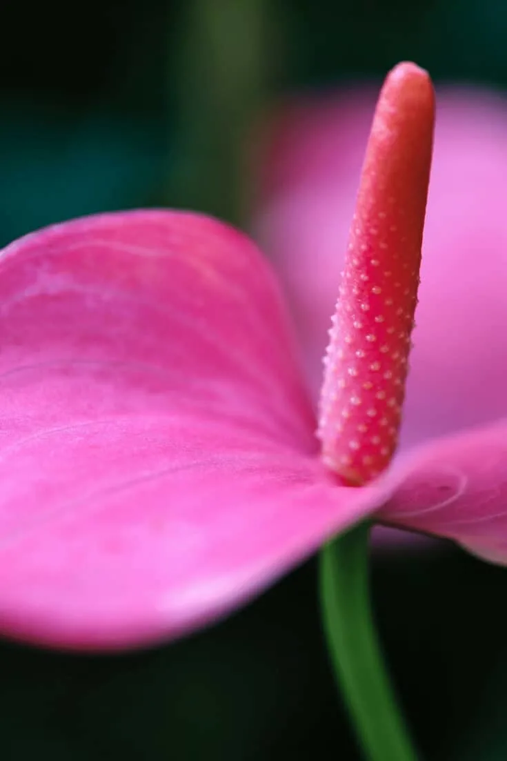 Anthurium andraeanum 'Tickled Pink'