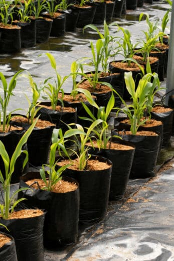 How to Prepare Coco Coir for Hydroponics - Read This!