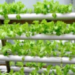 How Much Does Hydroponics Cost