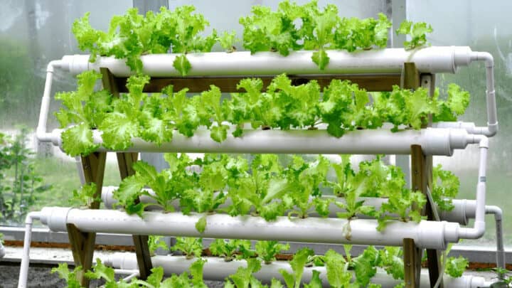 How Much Does Hydroponics Cost – [The Answer]