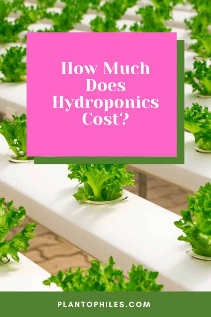 How Much Does Hydroponics Cost?