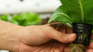 How to Fix Root Rot in Hydroponics