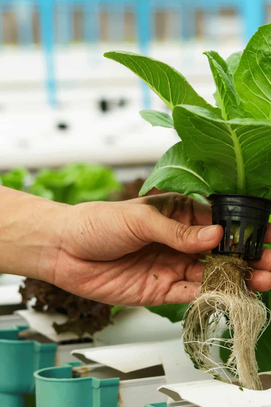 How to Fix Root Rot in Hydroponics
