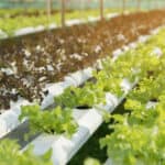 How to Start Lettuce Seeds for Hydroponics