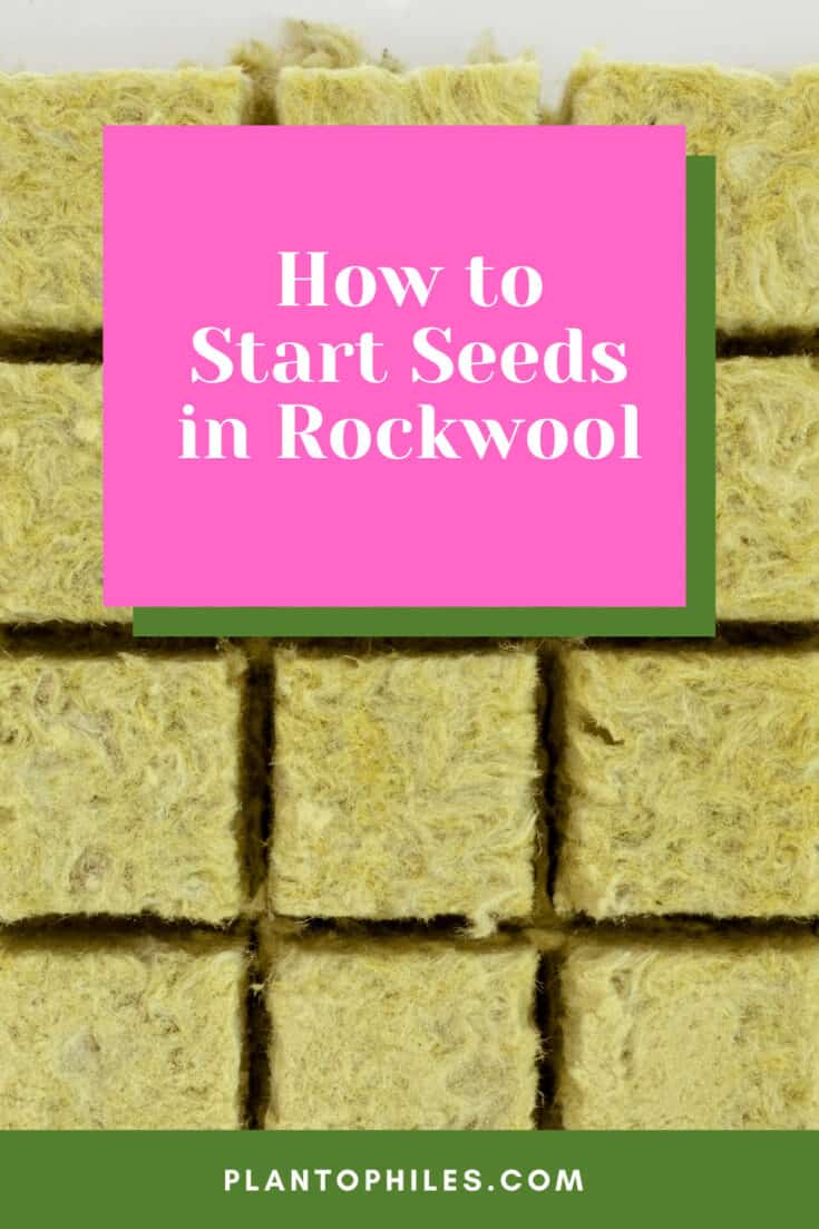 How to Start Seeds in Rockwool