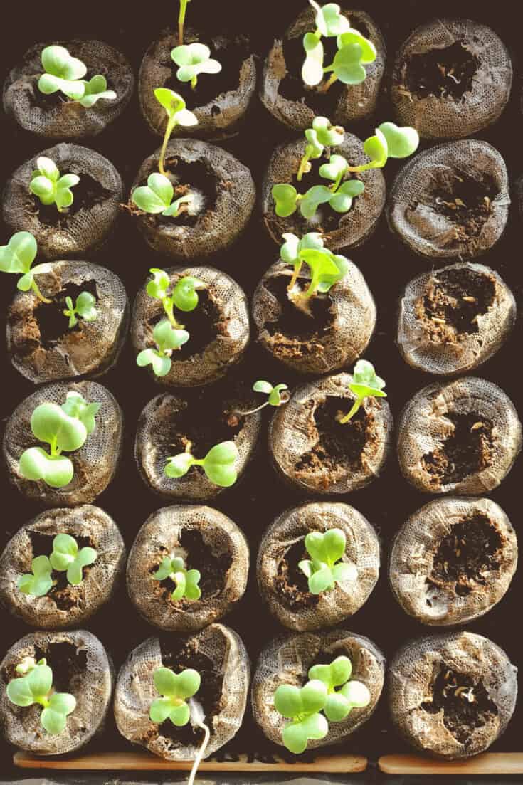 Keep seeds in a germination system until they are ready to be transplanted
