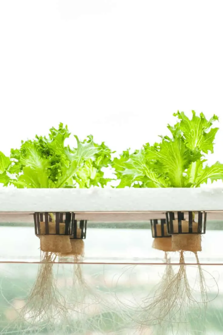Lettuce in a Hydroponics system