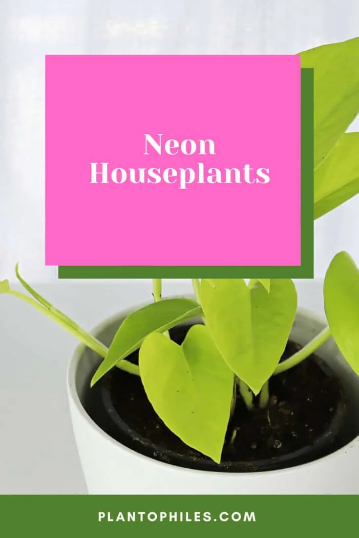 Neon Houseplants