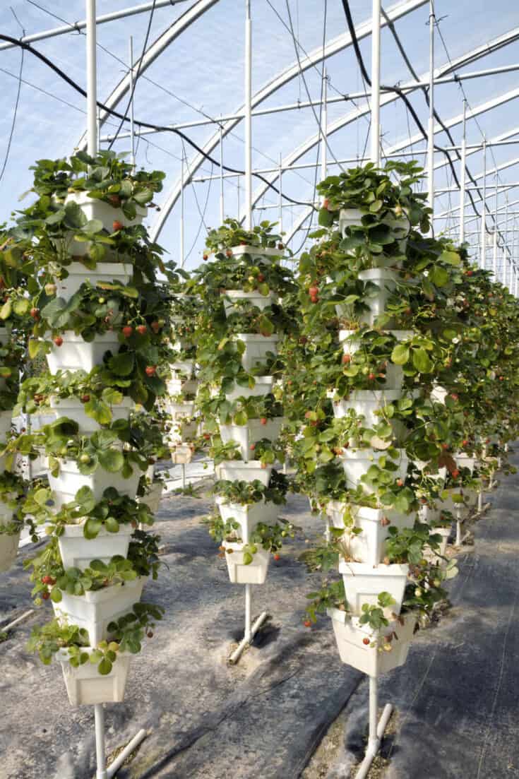 Vertical growing strawberries in a hydroponics tower