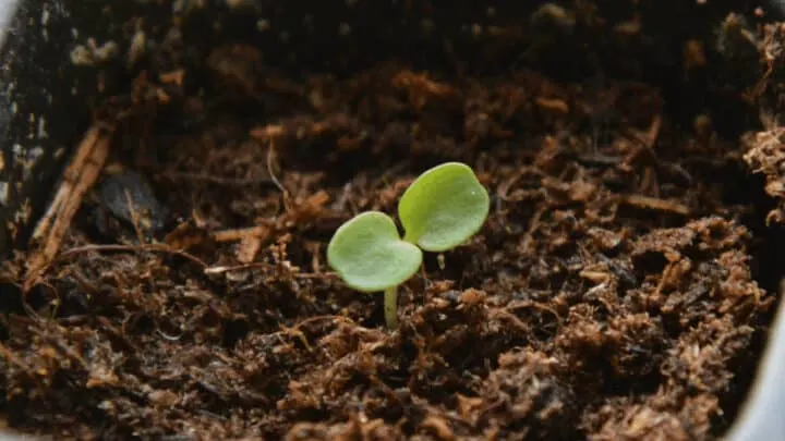 When to Transplant Seedlings in Hydroponics &ndash; The Answer!