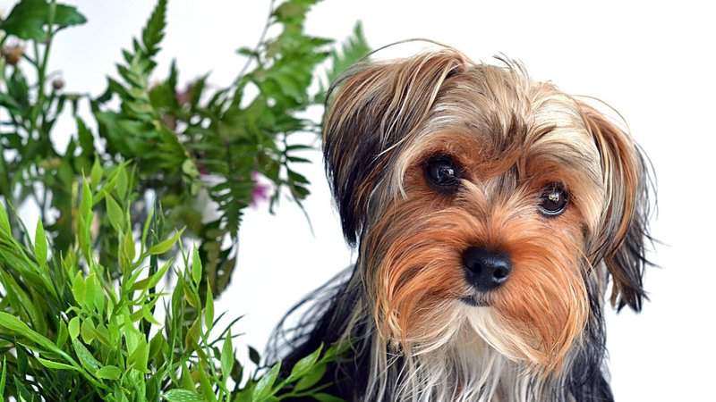 30 Houseplants That are Safe for Dogs