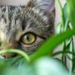 30 Houseplants That are Toxic for Cats
