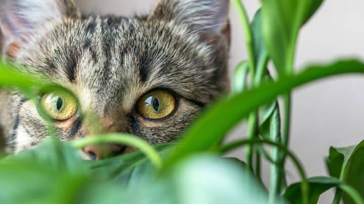 30 Houseplants That are Toxic for Cats [2022]