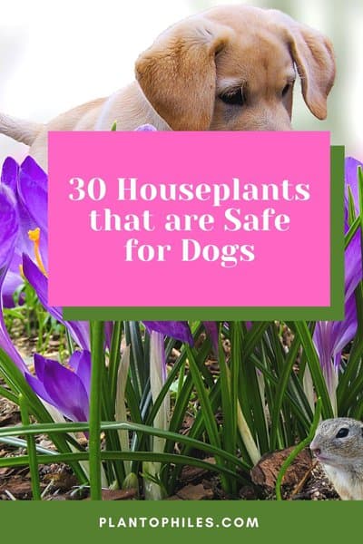 30 Houseplants that are Safe for Dogs