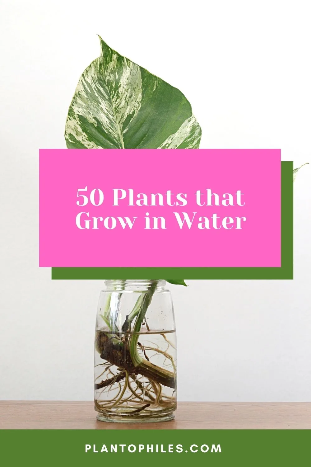 50 Plants that Grow in Water