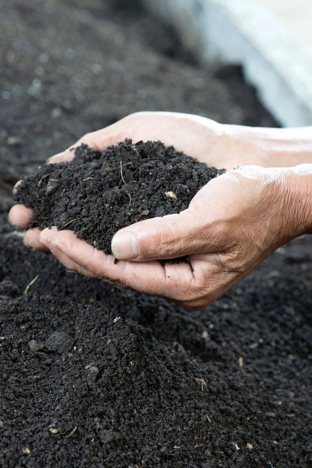 Adding organic compost to your soil can help your raspberry plants thrive in Texas