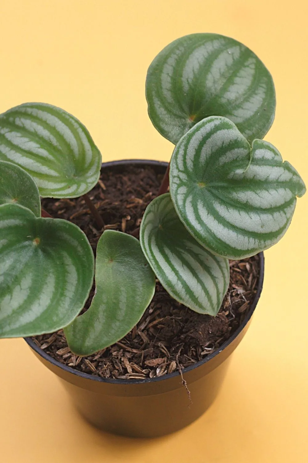 Allow the leaf of the Peperomia Watermelon stem cutting to rest on the rim of the pot