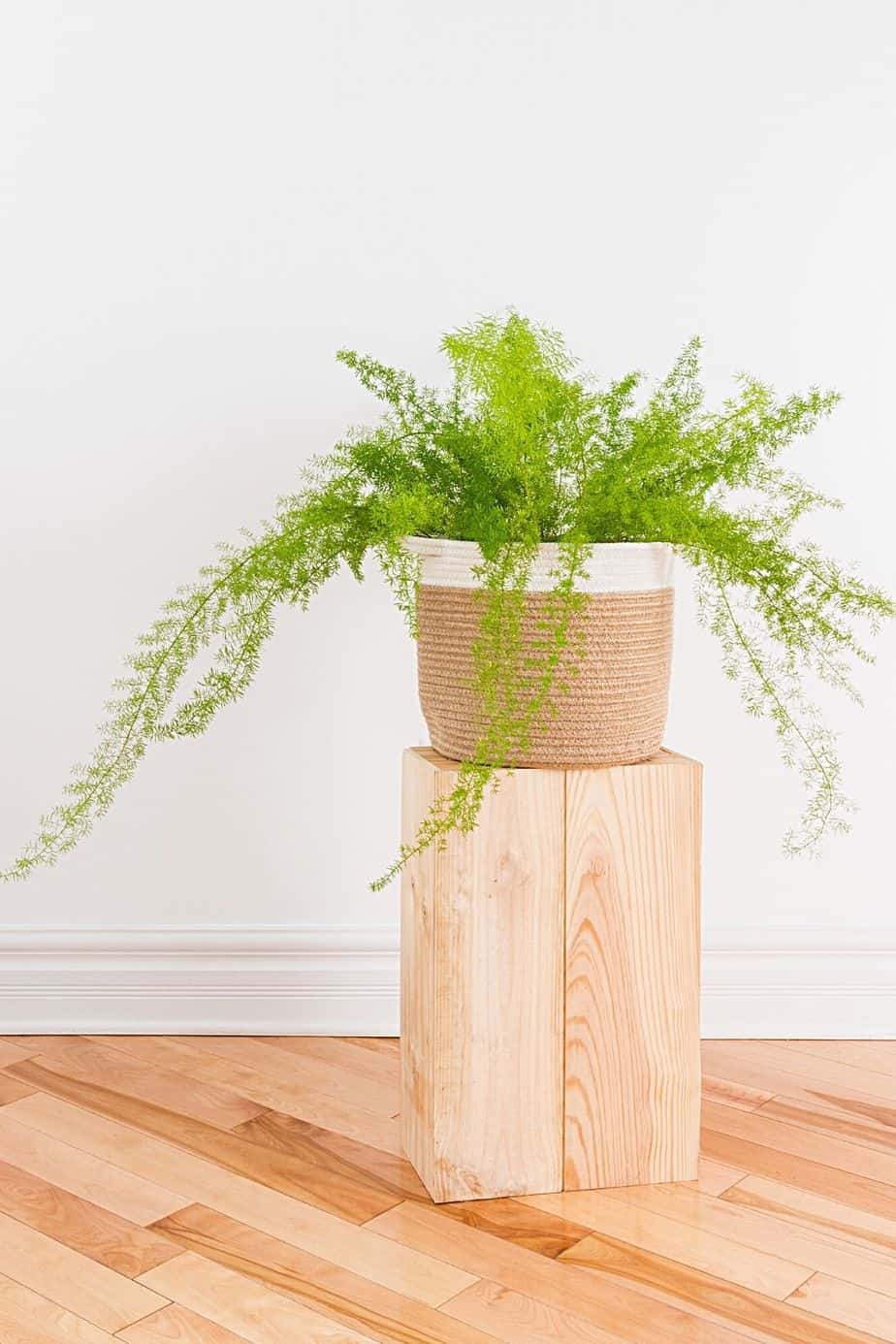 Asparagus Fern is another plant that grows well in water but is toxic for pets and kids