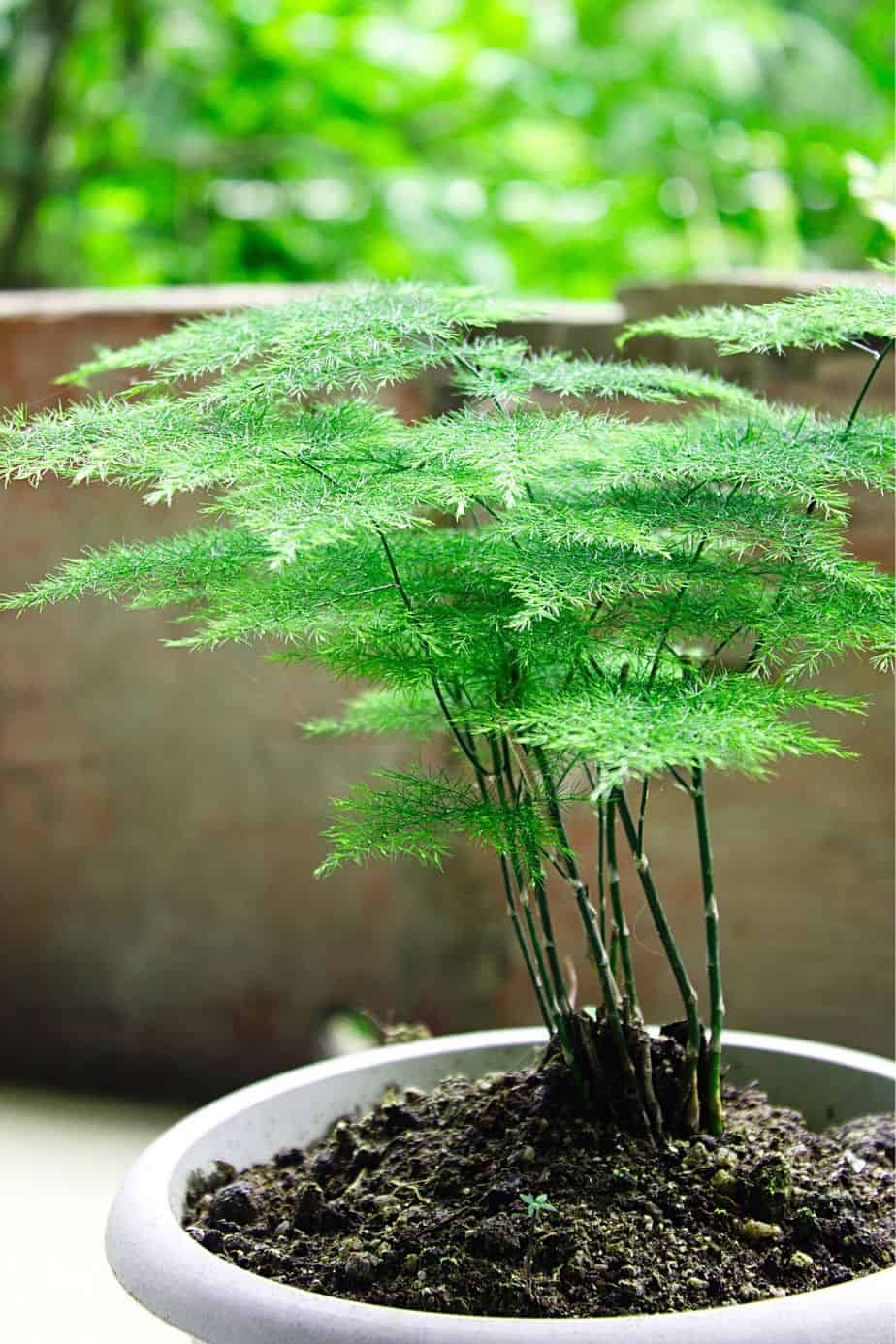 Asparagus Fern contains sapogenin that can cause dermatitis in cats