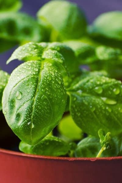 Basil, unlike rosemary and oregano, is safe for your dogs