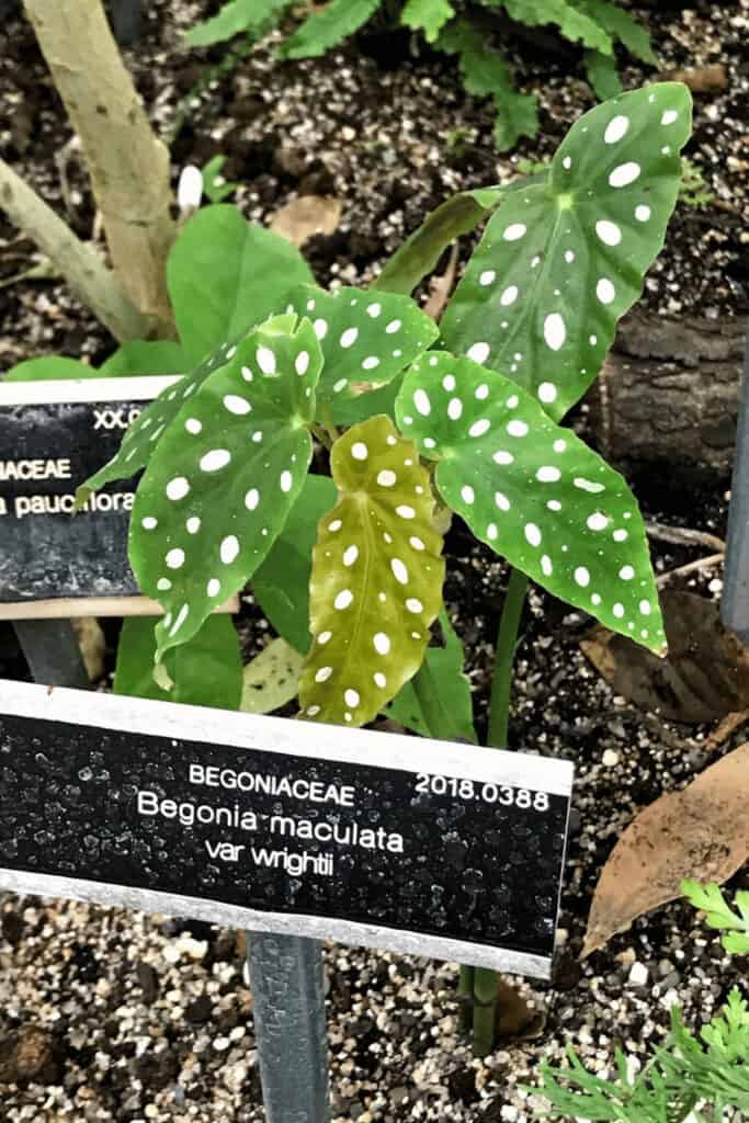 Begonia maculata var wrightii
