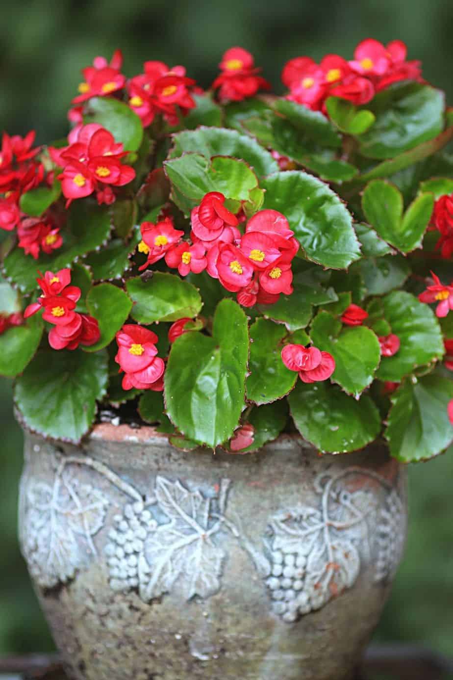 Begonia, like the Arrowhead vine, contains oxalates that causes oral irritation in cats