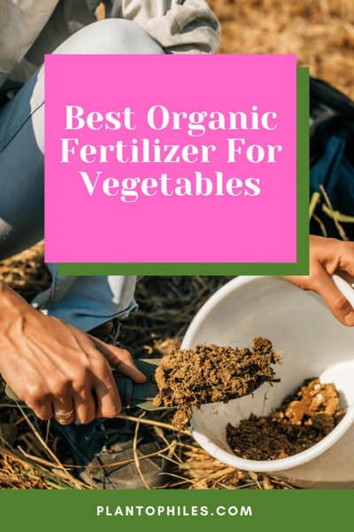 Best Organic Fertilizer For Vegetables