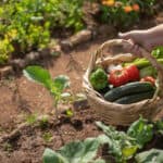 Best Organic Fertilizer for Vegetables