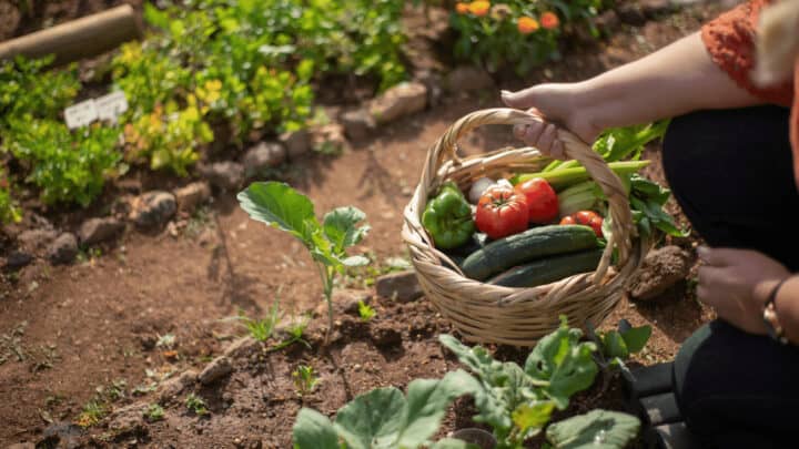 20 Best Organic Fertilizer for Vegetables [2022]