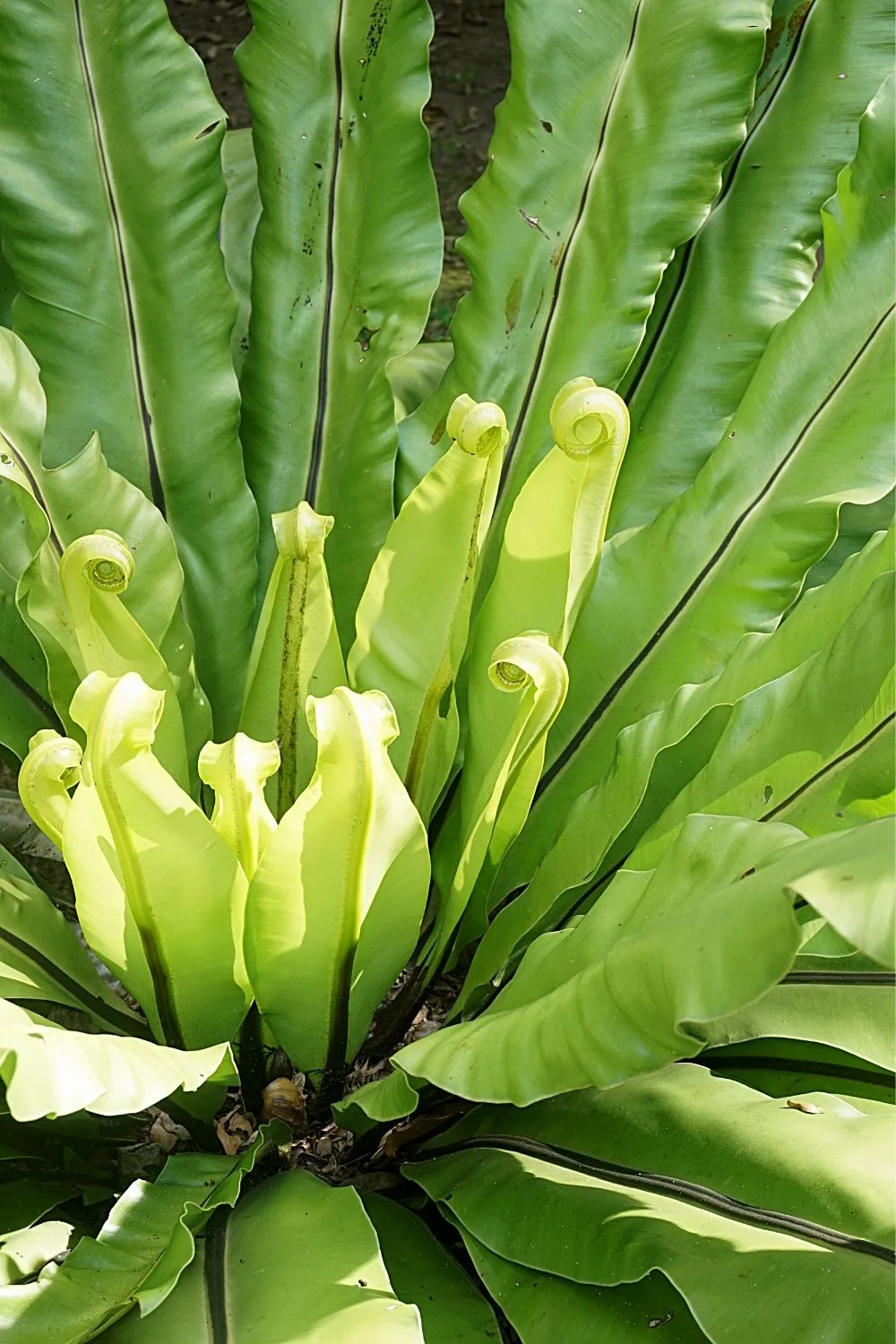 Though the Bird's Nest Fern is great to place near lounges and chairs, its watering requirement makes it hard to grow