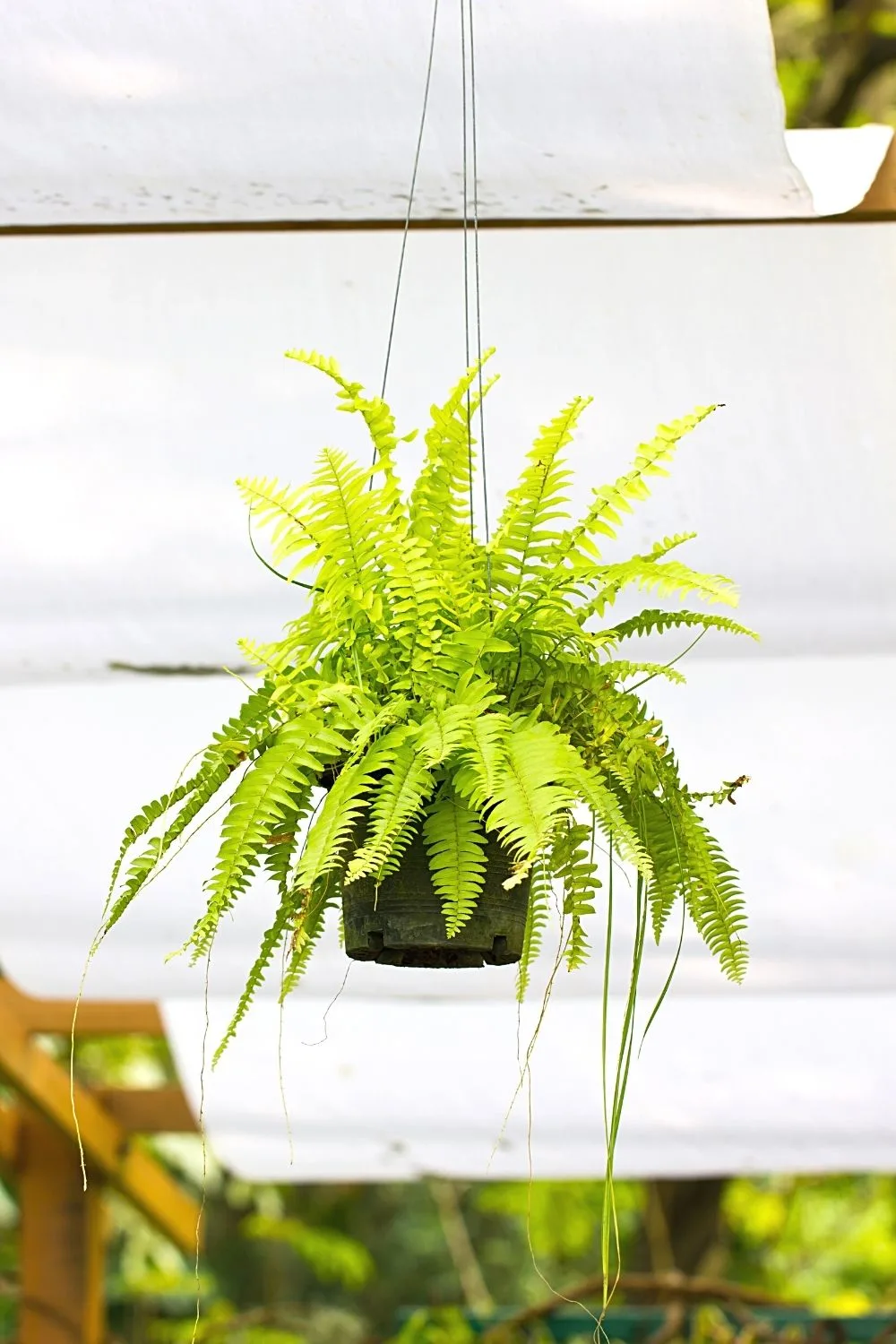 One thing that makes Boston Fern (Nephrolepis exaltata) hard to grow is that it requires high humidity; if not, fungus will grow
