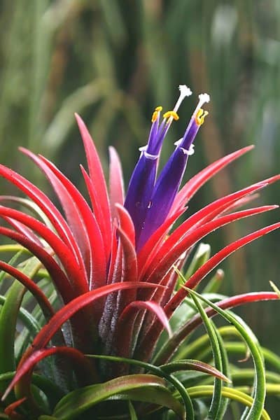 Bromeliad is a humidity-loving plant that's perfectly safe to be around dogs