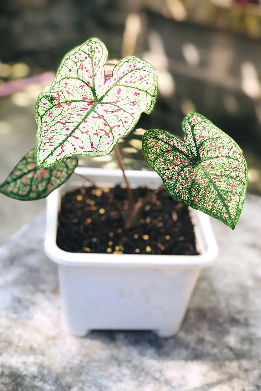 Caladium is another gorgeous plant that you can grow in water and use as decor