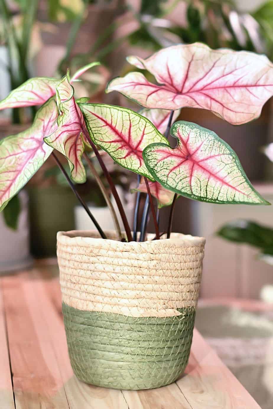 Caladium, like your Begonia and Arrowhead Vine, has oxalates that are toxic to your cats