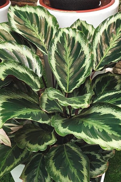 Since the Calathea (Calathea spp.) is a tropical plant, it needs special care for it to thrive, making it hard to grow