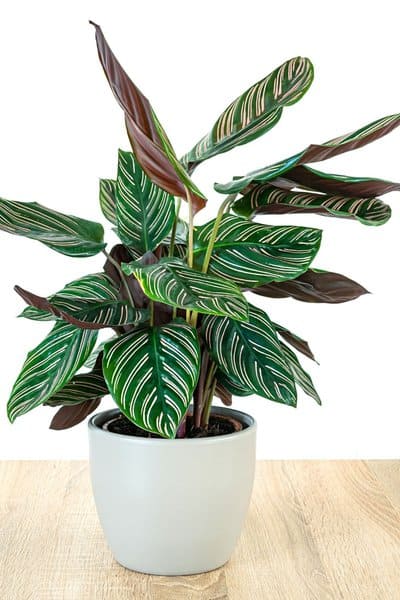 Calathea is another low-maintenance plant that you can grow in your home that's safe for dogs