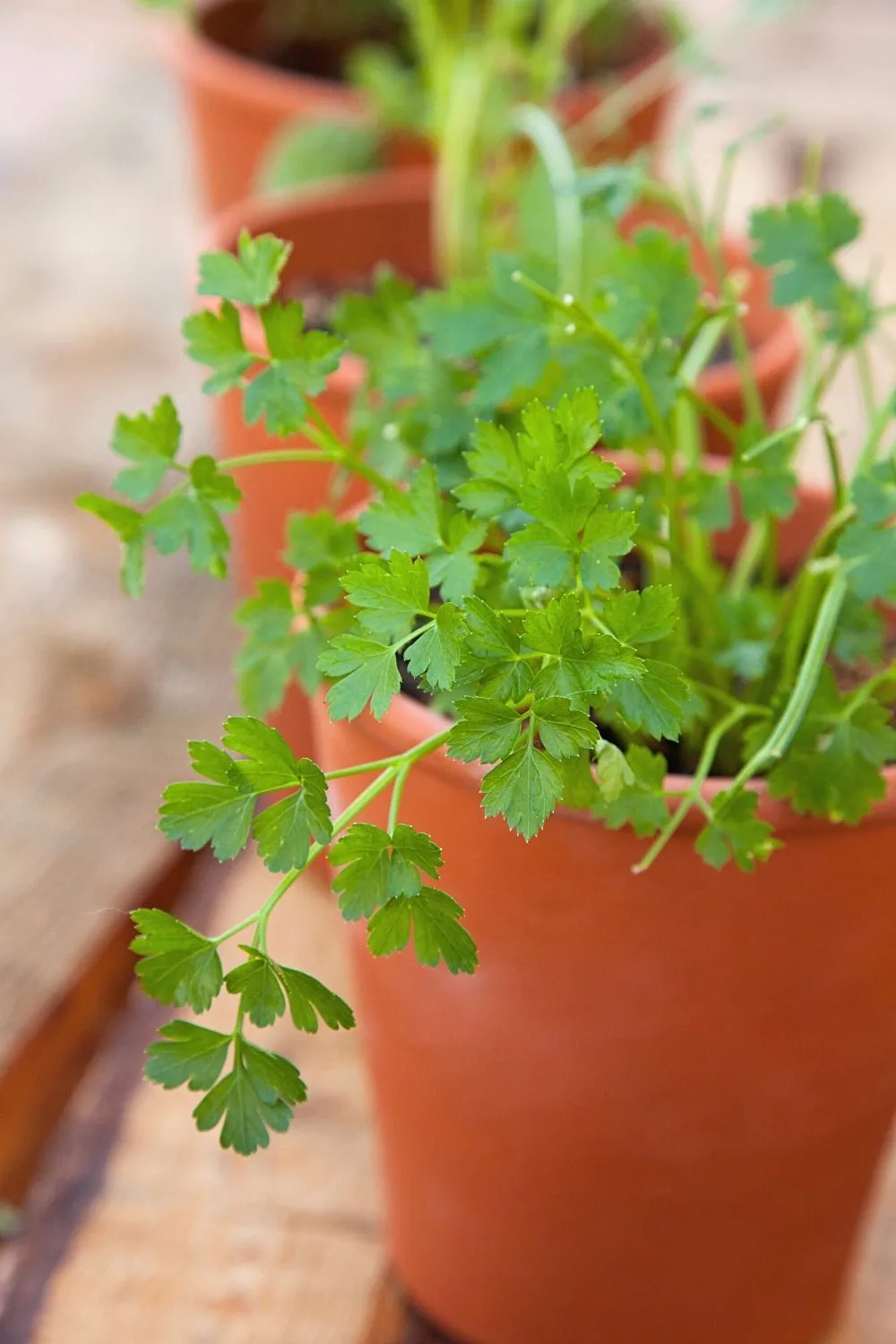 Whether from cuttings or seeds, Cilantro grows quickly when placed in the water