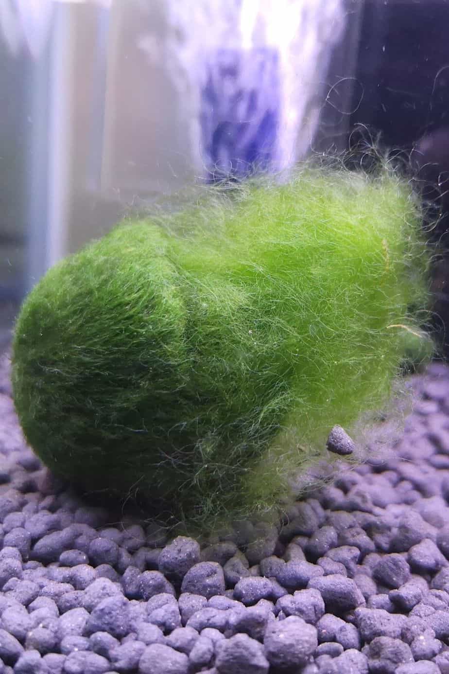 Cladophora Moss Ball does not drown in water even if you submerge it