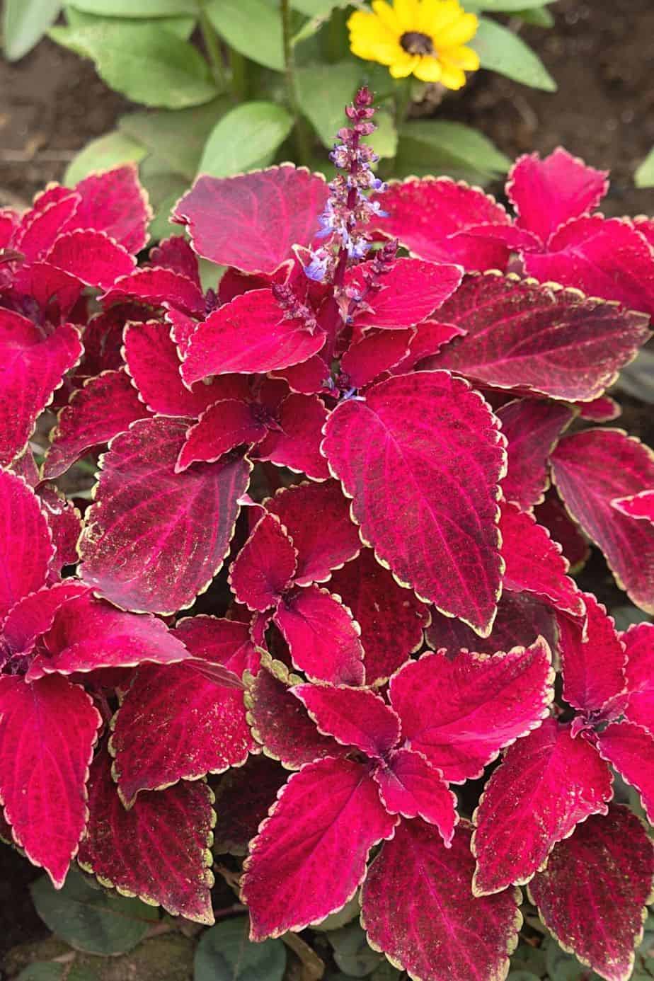 Coleus is a beautfiul plant with serrated leaves that grows well in water