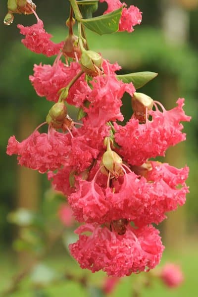 Despite its huge size, Crepe Myrtle is safe to grow with your dogs