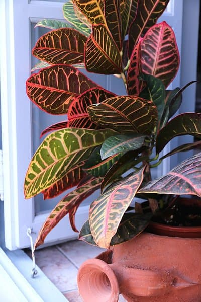 Croton (Codiaeum variegatum) is one of the various plants that thrive in high light