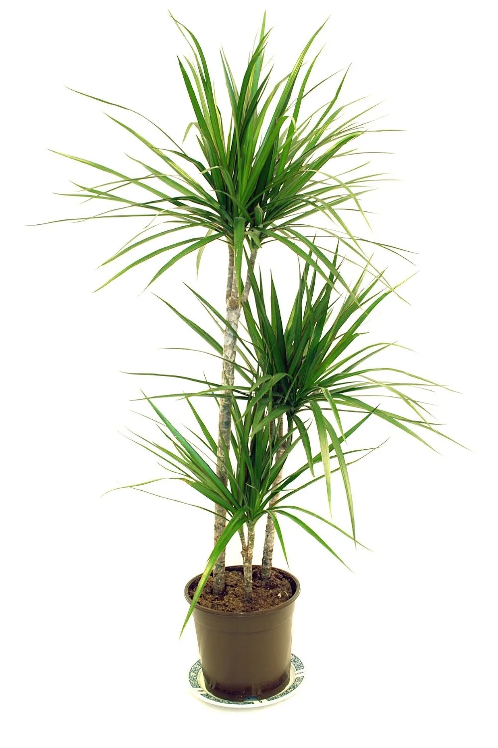Though the Dragon Tree is a drought-resitant plant, it grows well in water