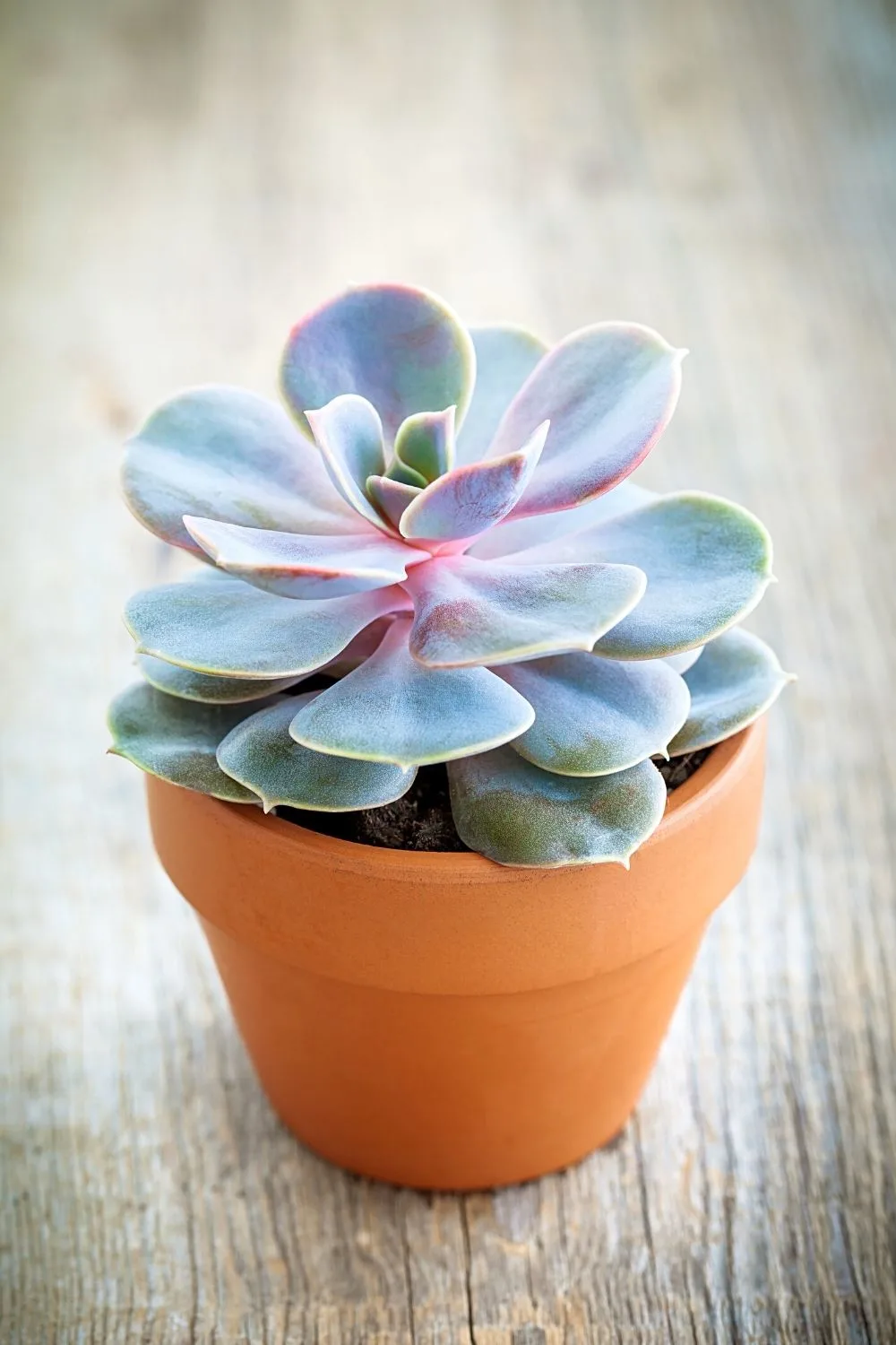 Echeveria prefers to grow in direct sunlight, but can thrive in bright yet indirect light as well