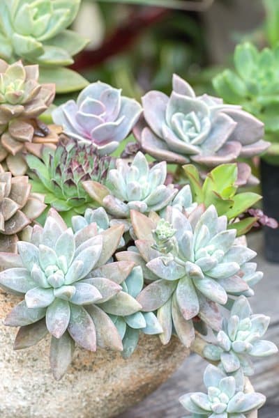 Echeveria is a succulent safe to grow if you have dogs in your home