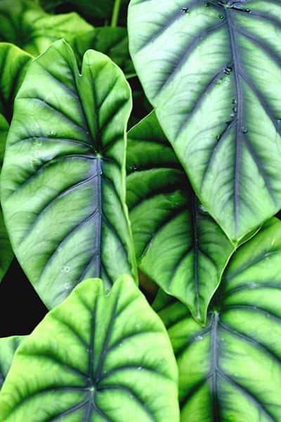Elephant's Ear (Alocasia spp.) requires lots of water for it to thrive