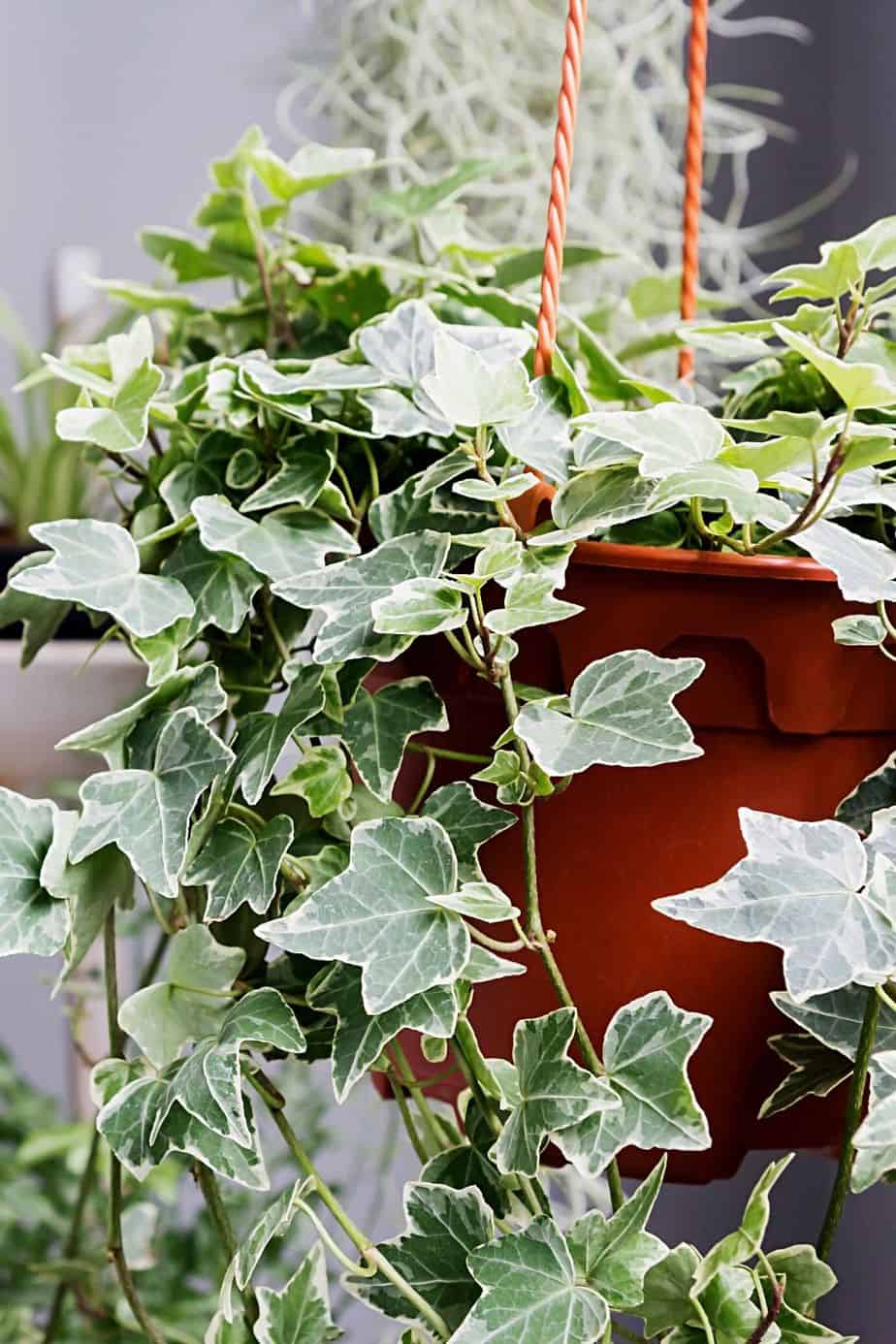 The leaves of the English Ivy are toxic for your cats