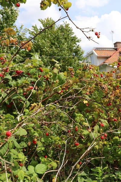 Failure to Prune Raspberry Bushes Results in Overgrowth