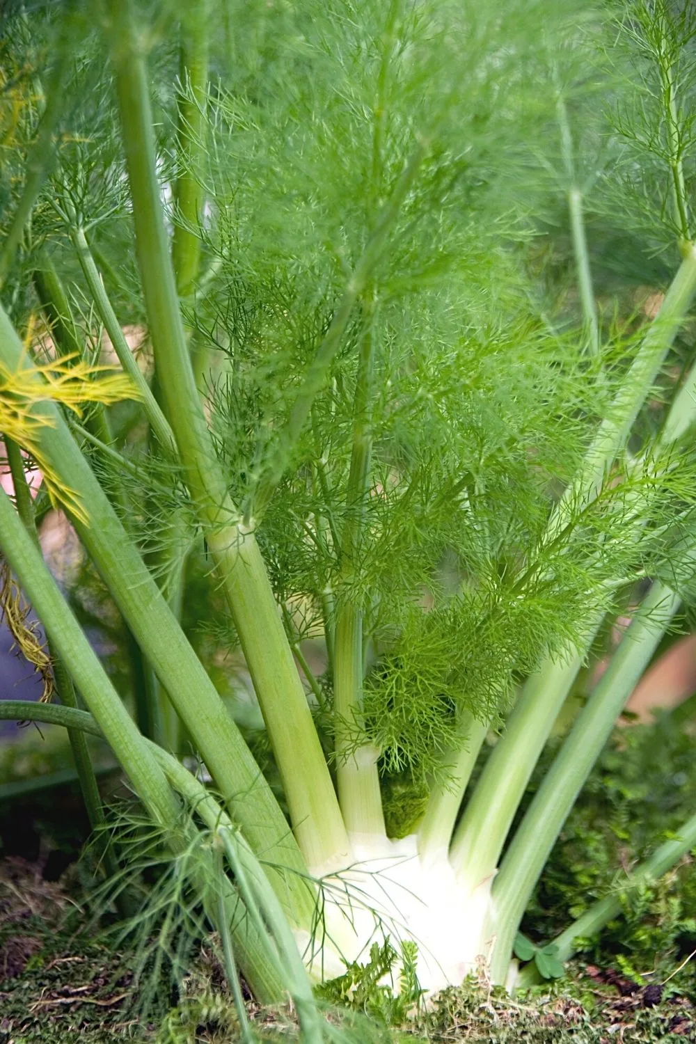 When you grow Fennel in water, make sure that its bulb faces down
