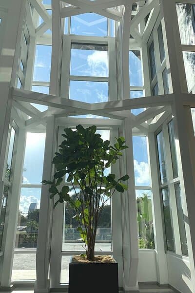 Fiddle-Leaf Fig (Ficus lyrate), a tall plant, thrives in bright direct sunlight